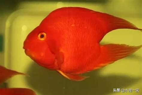 雪鸚鵡魚|【雪鸚鵡魚】揭秘熱帶魚的隱藏痛苦：雪鸚鵡魚的駭人變形之旅